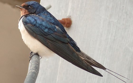 為什么說(shuō)燕子是捕蟲(chóng)能手,燕子一天能捕多少害蟲(chóng)