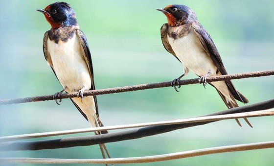 為什么說(shuō)燕子是捕蟲(chóng)能手,燕子一天能捕多少害蟲(chóng)