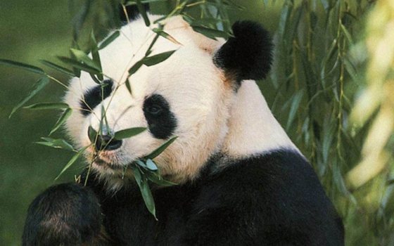 大熊貓為什么會(huì)變成吃素的動(dòng)物,熊貓吃竹子的原因