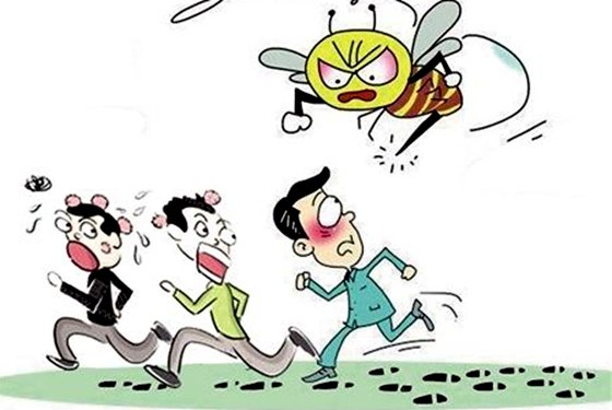 為什么蜜蜂蟄過人后會死