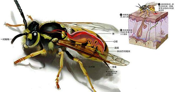 為什么蜜蜂蟄過人后會死