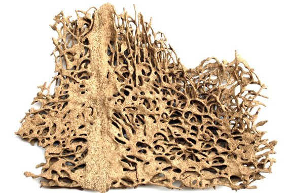 為什么家里會(huì)有白蟻,家里有白蟻怎么辦