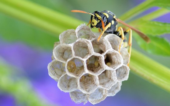 為什么馬蜂會(huì)來(lái)家里筑巢,被馬蜂蟄了怎么辦