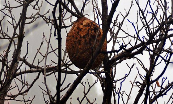 為什么馬蜂會(huì)來(lái)家里筑巢,被馬蜂蟄了怎么辦