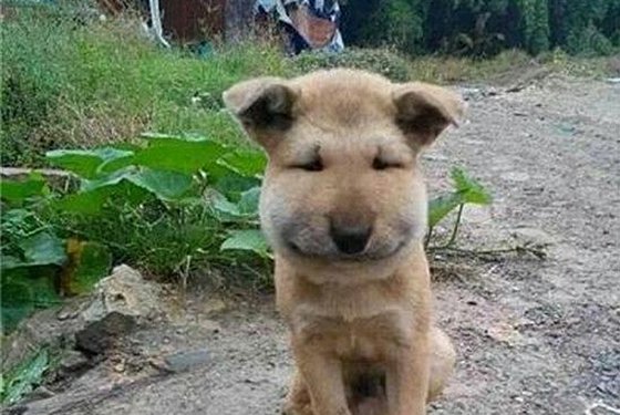 為什么馬蜂會(huì)來(lái)家里筑巢,被馬蜂蟄了怎么辦