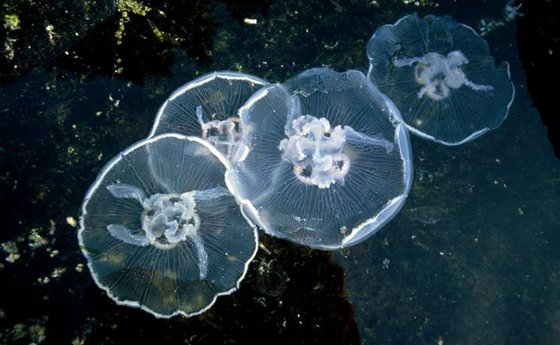 為什么水母可以預(yù)測風(fēng)暴