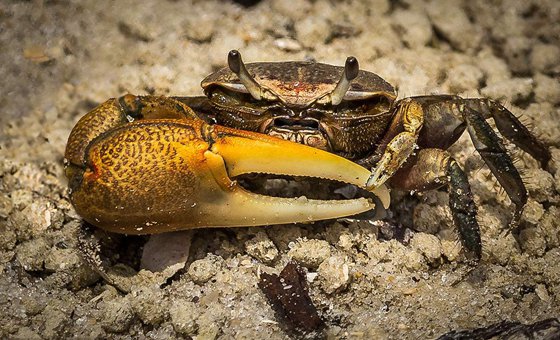 招潮蟹真的會(huì)招潮嗎,為什么招潮蟹能掌握潮汐規(guī)律