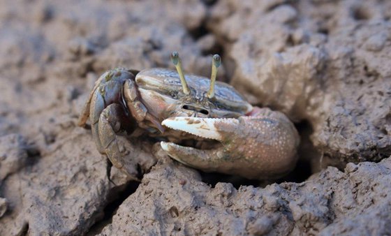 招潮蟹真的會(huì)招潮嗎,為什么招潮蟹能掌握潮汐規(guī)律