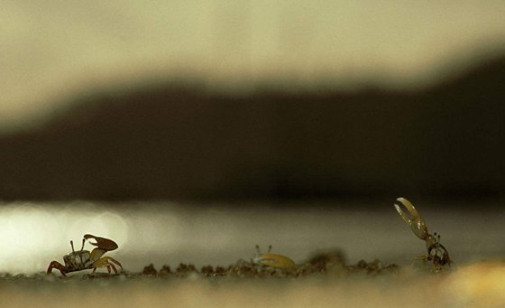 招潮蟹真的會(huì)招潮嗎,為什么招潮蟹能掌握潮汐規(guī)律