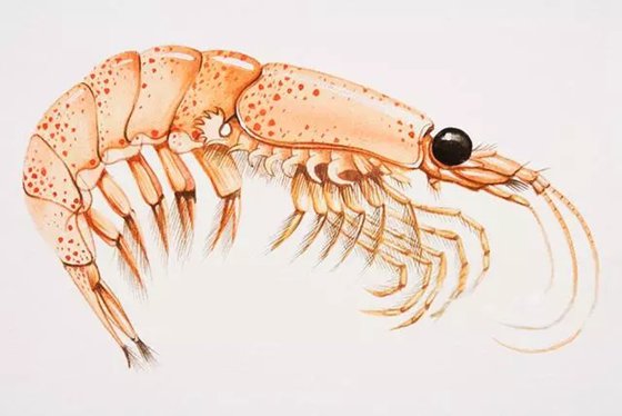 為什么說南極磷蝦是未來食品？