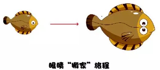 為什么比目魚的眼睛長在同一側(cè)