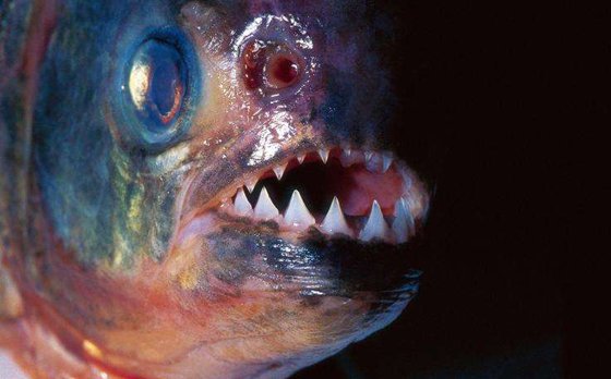 為什么食人魚(yú)能吃人,食人鯧真的吃人嗎