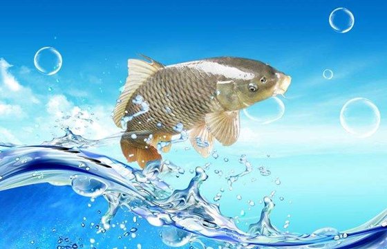 鯉魚(yú)為什么喜歡跳水,鯉魚(yú)喜歡跳的原因