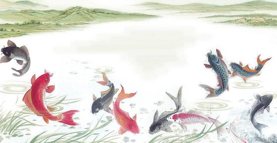 鯉魚(yú)為什么喜歡跳水,鯉魚(yú)喜歡跳的原因