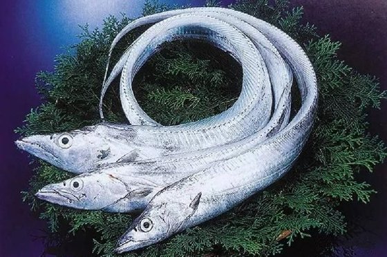 帶魚(yú)有什么特點(diǎn)