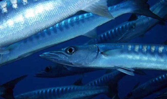 帶魚(yú)有什么特點(diǎn)