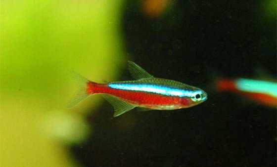 燈籠魚為什么能發(fā)光