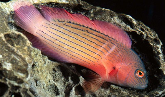 為什么深海魚(yú)不浮到水面