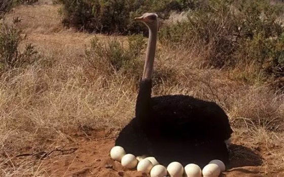 鳥認(rèn)識自己的蛋嗎,為什么有的鳥不認(rèn)識自己的蛋