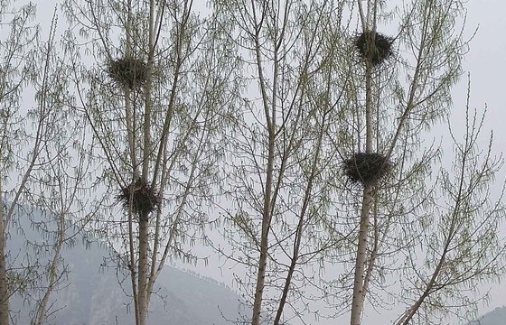 鳥認(rèn)識自己的蛋嗎,為什么有的鳥不認(rèn)識自己的蛋