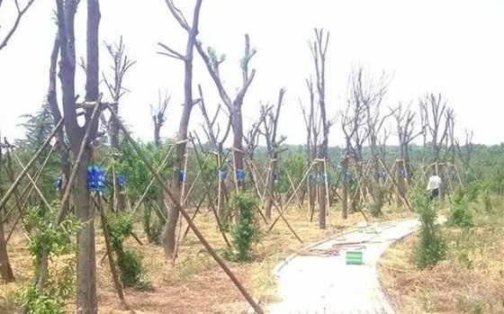 移栽時(shí)為什么要給樹木截枝？