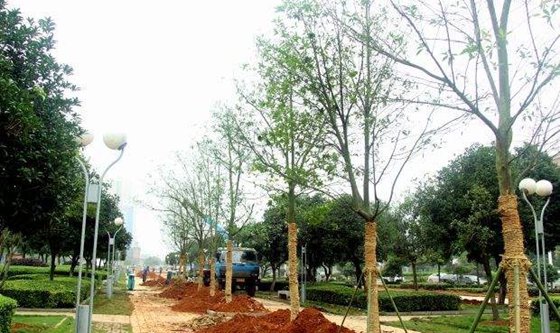 移栽時(shí)為什么要給樹木截枝？