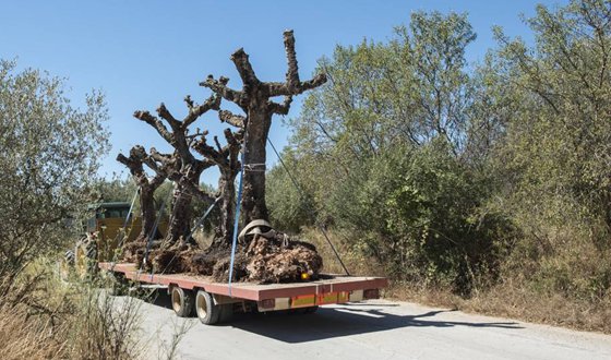 移栽時(shí)為什么要給樹木截枝？