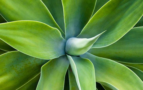 為什么植物能凈化空氣