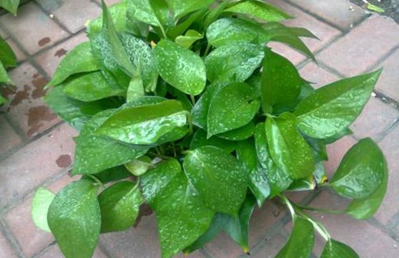 為什么植物能凈化空氣