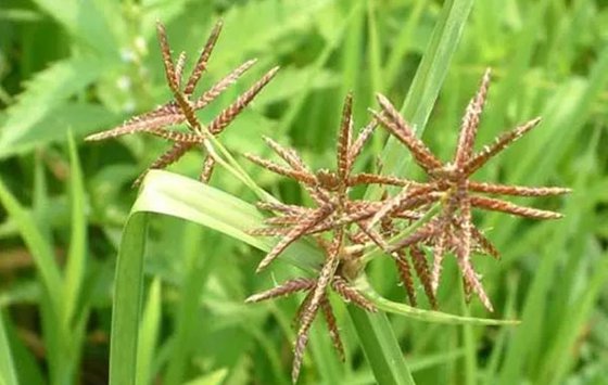 為什么雜草的生命力特別頑強(qiáng)