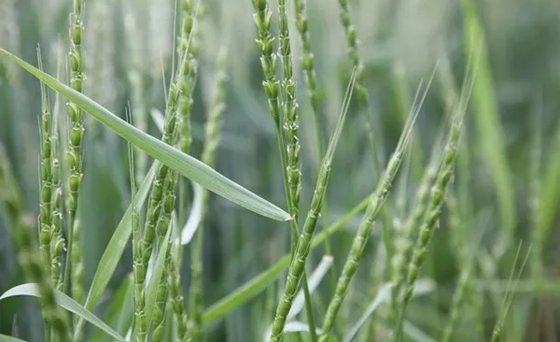 為什么雜草的生命力特別頑強(qiáng)