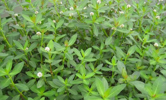 為什么雜草的生命力特別頑強(qiáng)