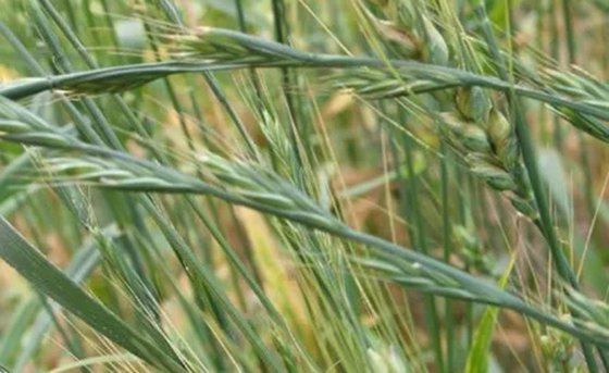 為什么雜草的生命力特別頑強(qiáng)