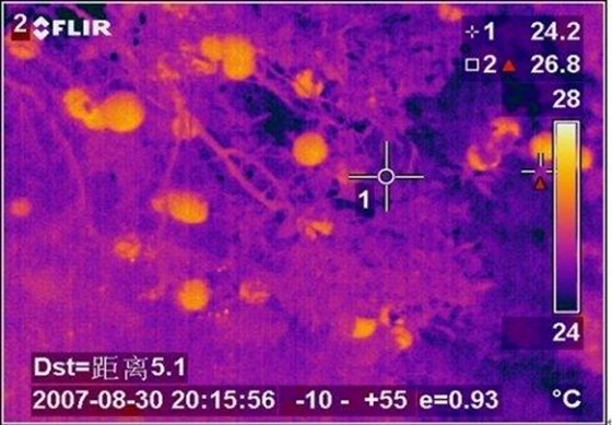 為什么植物也會(huì)感冒發(fā)燒,植物體溫變化的原因
