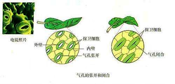 為什么植物也會(huì)感冒發(fā)燒,植物體溫變化的原因