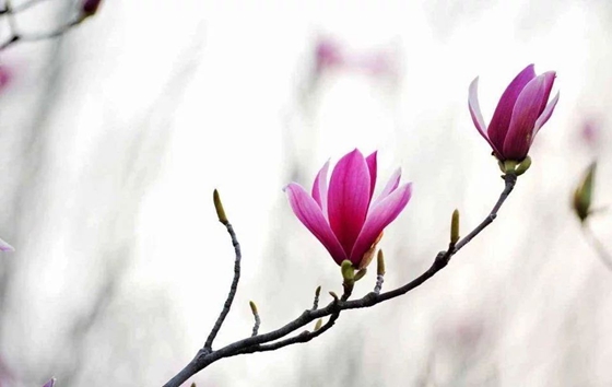 為什么植物也會(huì)感冒發(fā)燒,植物體溫變化的原因