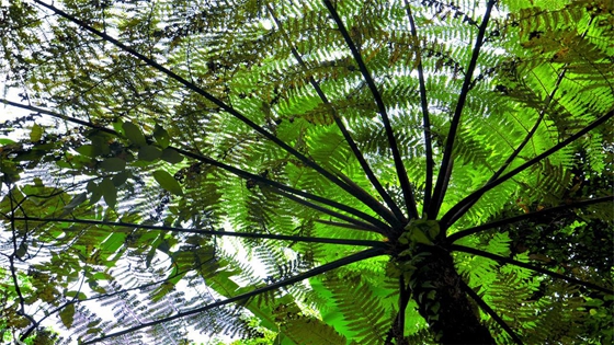 桫欏為什么不是樹(shù),桫欏是蕨類(lèi)植物之王的原因