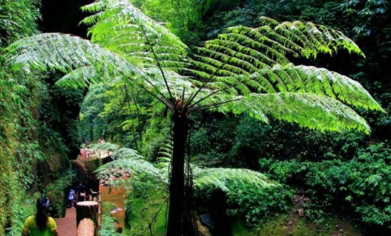桫欏為什么不是樹(shù),桫欏是蕨類(lèi)植物之王的原因