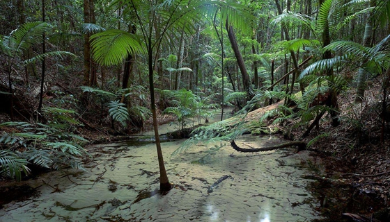 植物為什么能抗災(zāi)除害