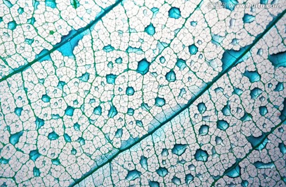 葉脈有什么作用,植物葉脈的主要功能