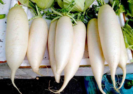 為什么春天的蘿卜會(huì)空心