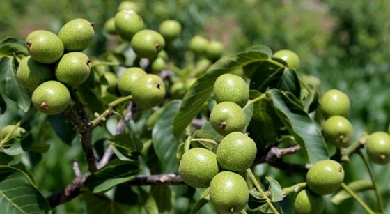 核桃的外殼那么硬能發(fā)芽嗎