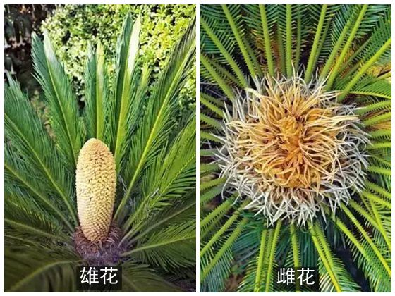 為什么說(shuō)鐵樹不容易開花,鐵樹開花是什么意思