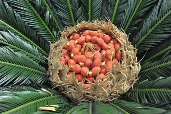 為什么說(shuō)鐵樹不容易開花,鐵樹開花是什么意思