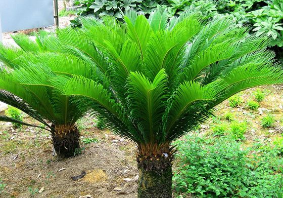 為什么說(shuō)鐵樹不容易開花,鐵樹開花是什么意思