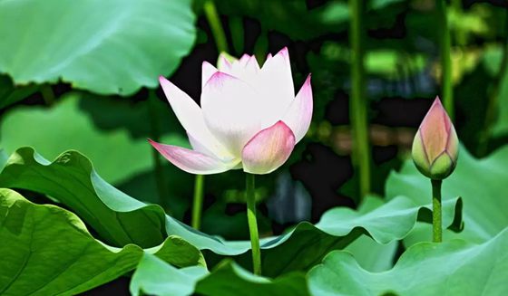 為什么荷花能生活在水中？