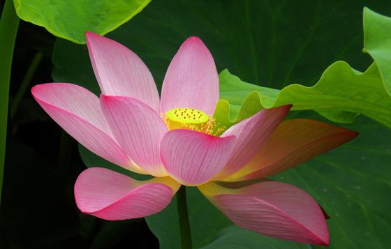 為什么荷花能生活在水中？