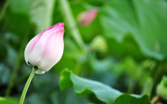 為什么荷花能生活在水中？