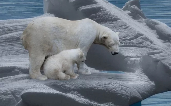 南極和北極有植物嗎？