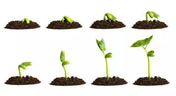 種子為什么會發(fā)芽